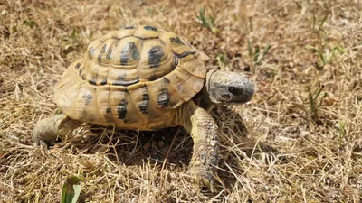 Une tortue retrouvée à Chartres
