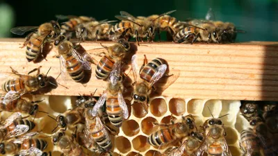 Des ruches pédagogiques pour tout savoir sur le miel