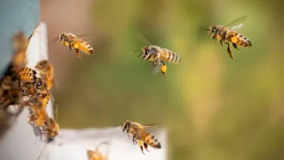 Une conférence sur « La Colonie des abeilles » dimanche