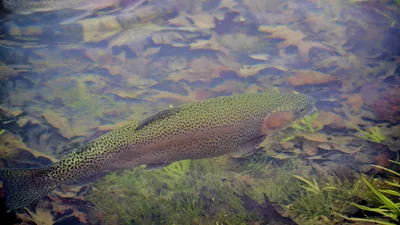 La truite en attendant le brochet en avril !
