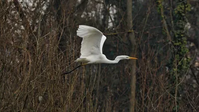 Un héron blanc piégé dans un arbre