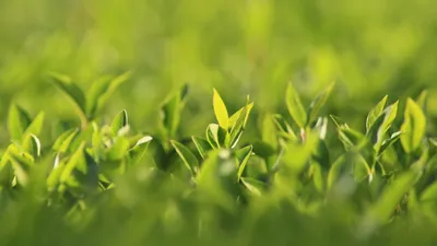 Un verger bientôt planté à Orrouer