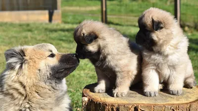 Le salon du chiot revient ce week-end à Chartres