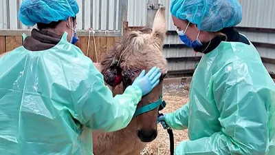 Nogent-le-Phaye : Fantasia, la mule opérée d’urgence après des mois...