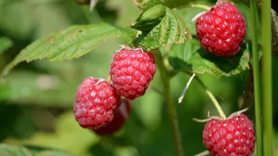🔊 Un Festival de la Framboise encore plus gourmand