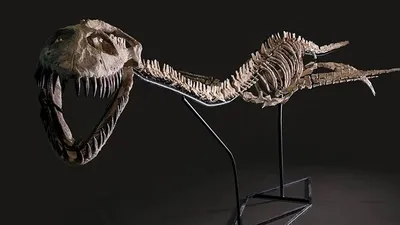 LOIR-ET-CHER - Le roi de la mer au temps des dinosaures aux enchères