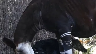 Carnet rose au ZooParc de Beauval : un bébé okapi est né en plein...