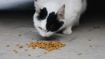 Appel aux dons pour les chats de Champhol