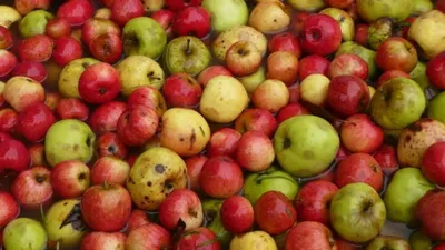 21e édition de la Fête de la Pomme