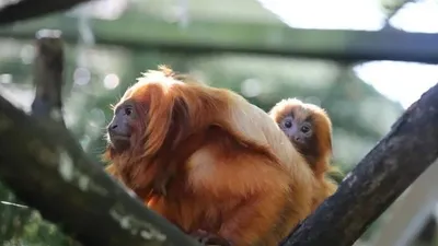 LOIR-ET-CHER – Un singe volé à Beauval en 2015 retrouvé en Slovaquie