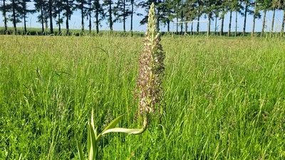 LOIRET - Quand la nature reprend ses droits : deux orchidées...