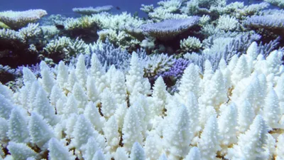 La grande barrière de Corail redonne espoir !