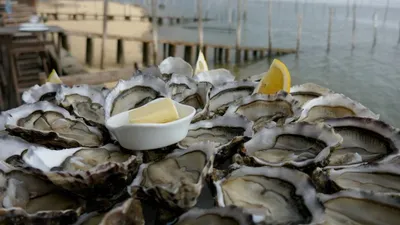 Bassin d'Arcachon : les cabanes ostréicoles vont fêter comme il se...