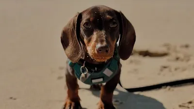 Après la Fashion Week, découvrez la Sausage Walk !