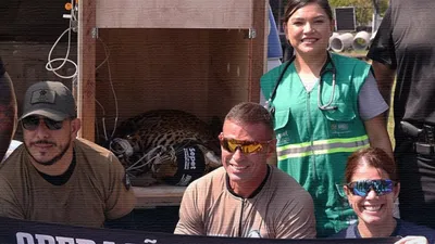 Au Brésil, un jaguar blessé puis sauvé retrouve enfin la liberté !