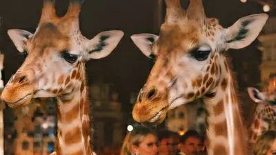 Tall People Club : la soirée des grands qui cartonne