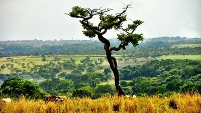 Au Brésil, un immense projet de restauration du Cerrado récompensé...