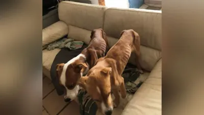 Sim et Sam, deux chiens enfermés sur un balcon sauvés in extremis