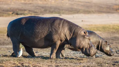 Les hippopotames de Pablo Escobar bientôt sauvés ?