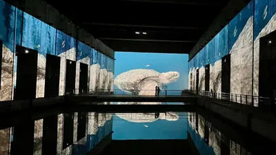 Bassins des Lumières : l'expo immersive Océan de retour cet été
