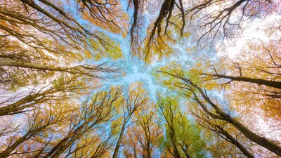 Canicule : le vrai enjeu n'est peut-être pas l'arbre, mais la terre