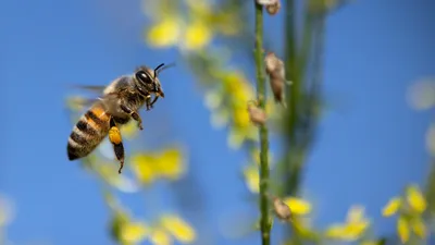 Ces drones français pourraient bientôt aider les abeilles à...