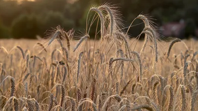 Souveraineté alimentaire : et si la France produisait ce que...