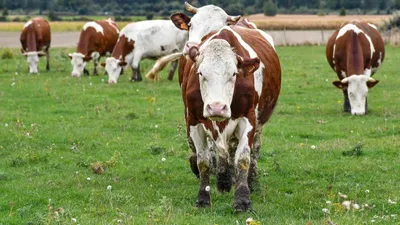 Vaccination des bovins : pourquoi la France ne vaccine pas tout le...