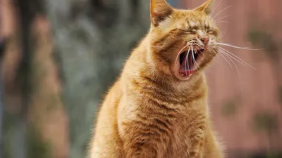 Cat Collector : l'appli qui transforme les chats en Pokémon