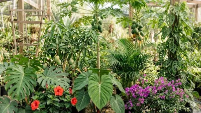 Quand la musique fait pousser les plantes : le mystère des protéodies