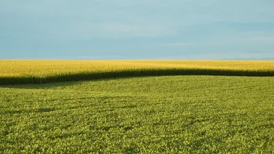 Pourquoi certaines plantes modifiées ne seront plus considérées...
