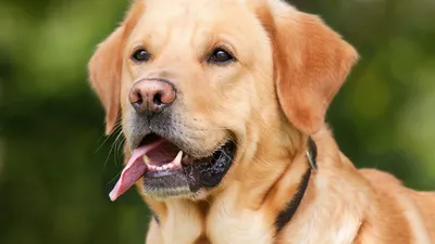 A Poitiers, Vadrouille, un chien pas comme les autres pour aider...