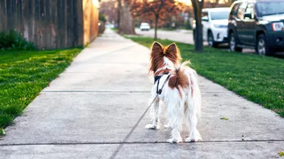 Ramener son chien à la fac, Orléans l’a fait ! 