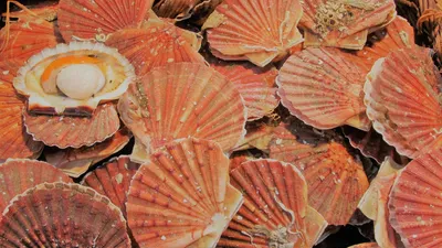 Des coquilles Saint-Jacques pour construire nos routes 