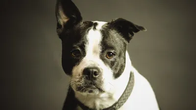 Journée internationale du chien 2026 : où fêter l'événement à Paris ?