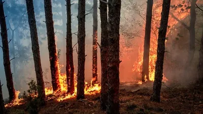 Espagne : ces fermes résistent mieux aux feux de forêt