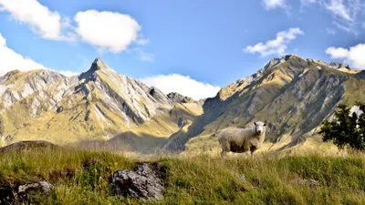 Dans les Alpes, le grand retour de la faune sauvage ! 