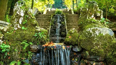 Au Portugal, une forêt est désormais certifiée pour ses bienfaits...