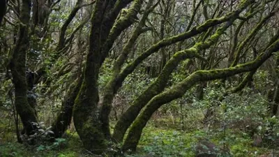 Feu de forêt en Gironde : la vigilance est abaissée au niveau jaune...