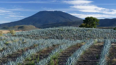 Tequila, le village magique du Jalisco