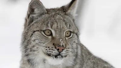 Un lynx blanc photographié en Espagne.