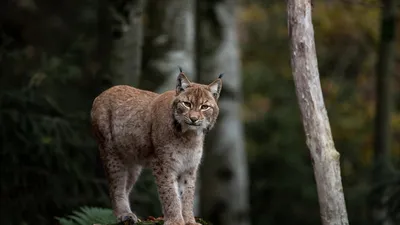 Les populations d’espèces protégées augmentent, et c’est une bonne...