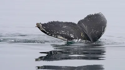 L’Islande s’apprête à tourner la page de la chasse à la baleine
