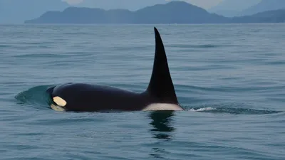Au Portugal, une famille française attaquée par des orques.