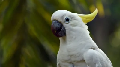 À Avignon, elle retrouve son perroquet grâce à … Claude François ! 