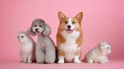 Une expérience immersive à vivre avec son animal à Paris