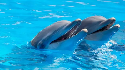 Marineland : pourquoi transférer des dauphins est un casse-tête 