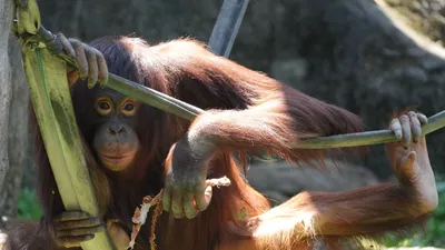 A Sumatra, une forêt est devenue le refuge de près de 200...