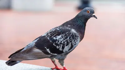 Des pigeons entraînés à détecter le cancer : une expérience...