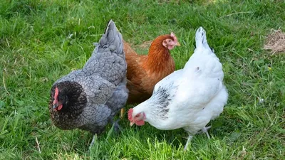Des chercheurs ont prouvé que la peau des gallinacés devient rouge...
